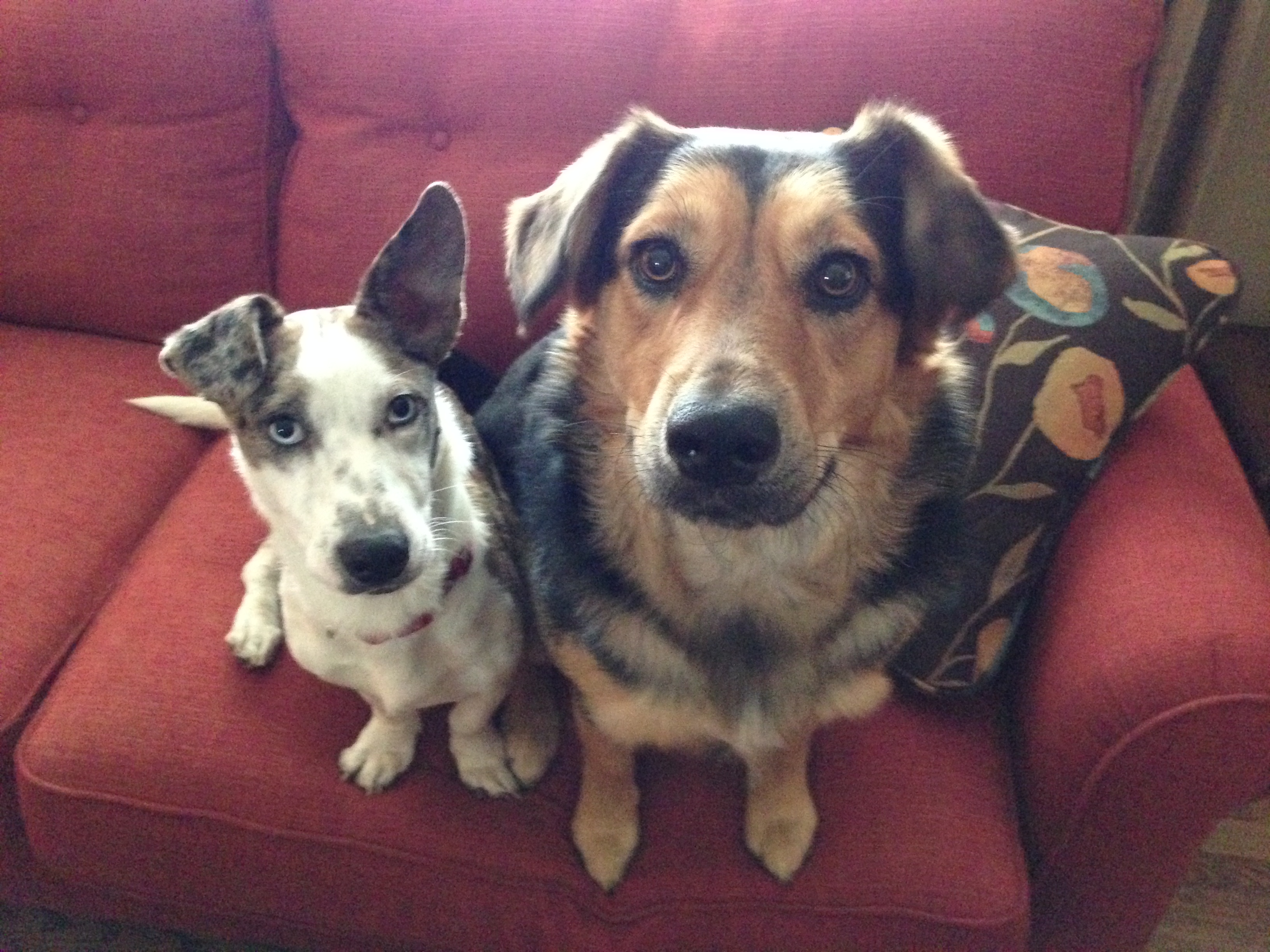 The Best Dog Parks In Nashville